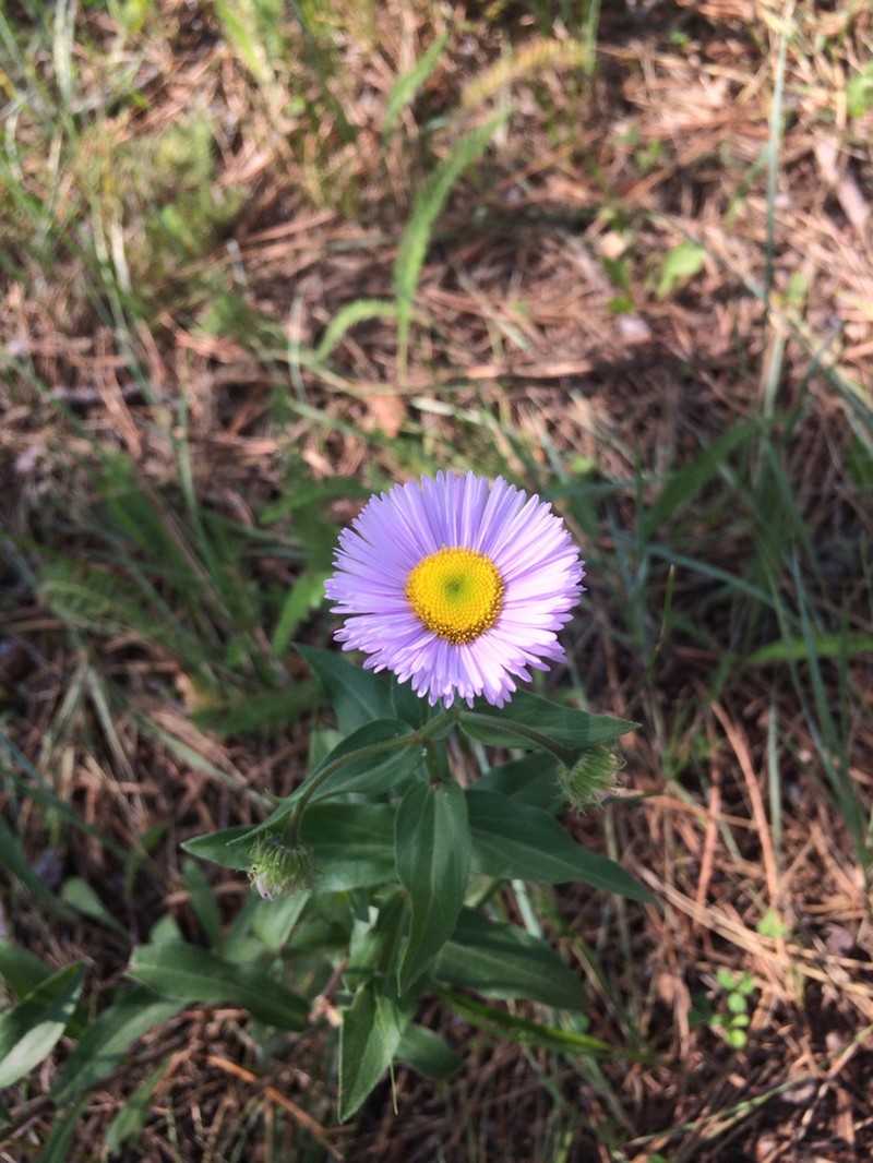 Threenerve Fleabane photo 5