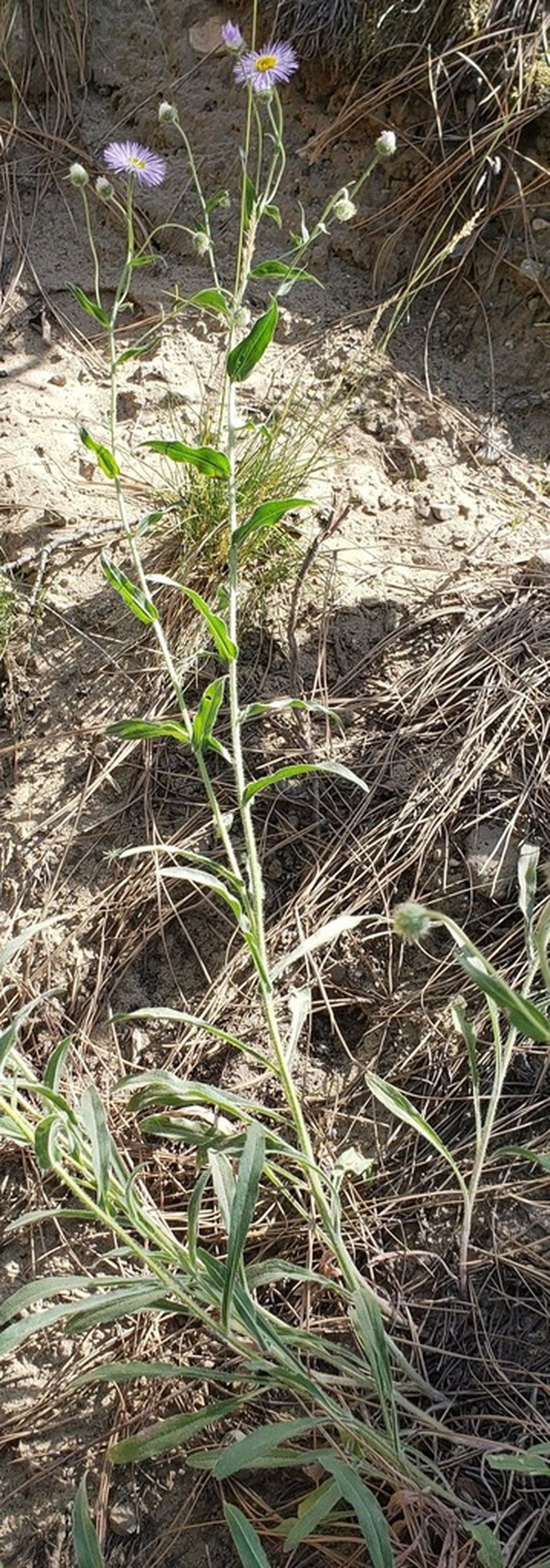 Threenerve Fleabane photo 6