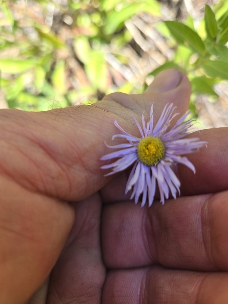 Threenerve Fleabane photo 7