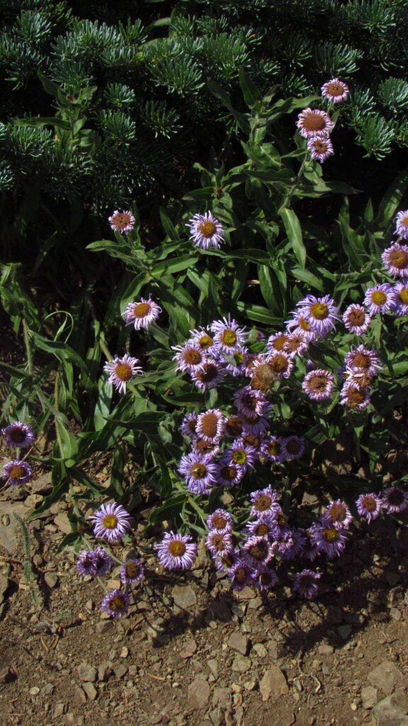 Threenerve Fleabane photo 8