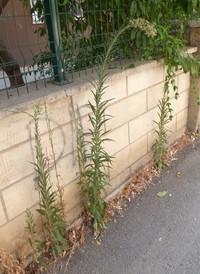 Erigeron naudinii