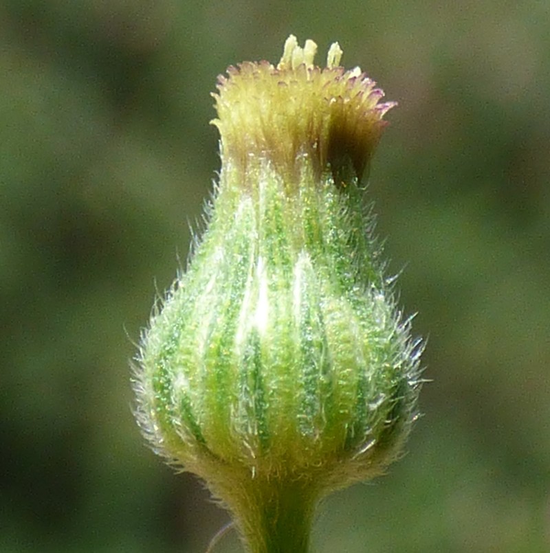 Erigeron naudinii photo 3