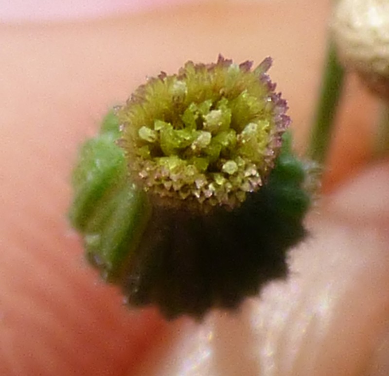 Erigeron naudinii photo 4