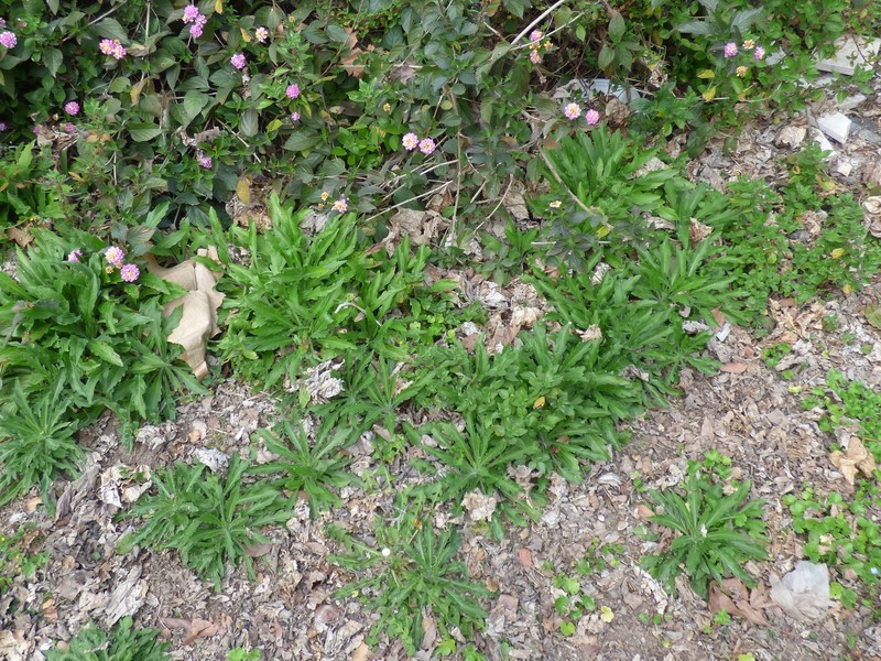 Erigeron naudinii photo 8