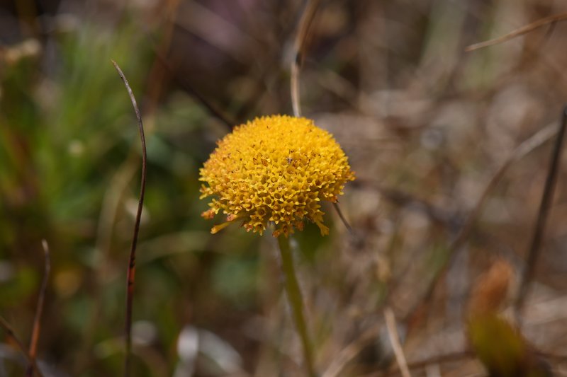 Supple Fleabane
