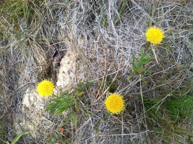 Supple Fleabane