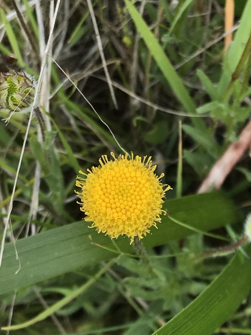 Supple Fleabane photo 2