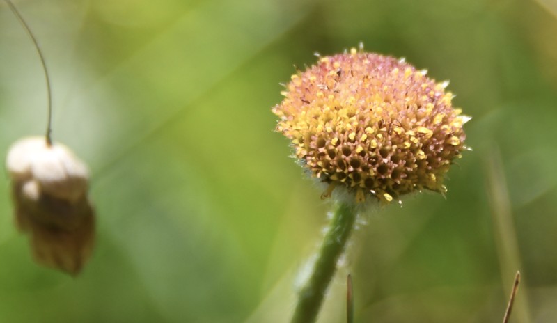 Supple Fleabane photo 3