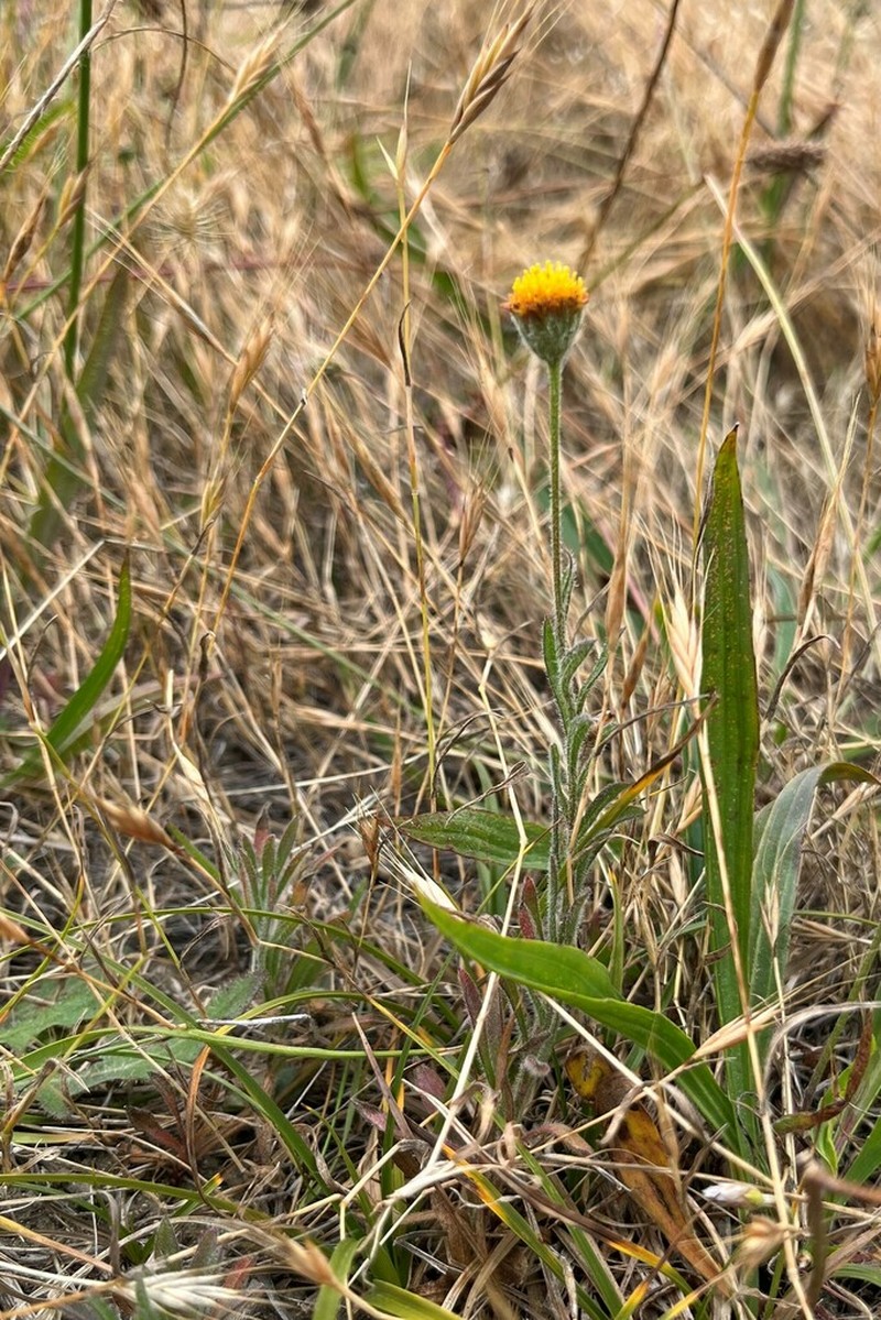 Supple Fleabane photo 4