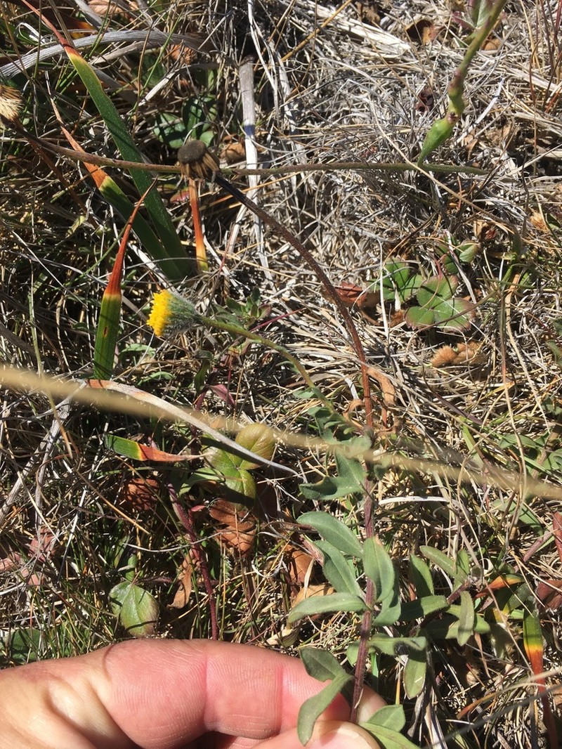 Supple Fleabane photo 5