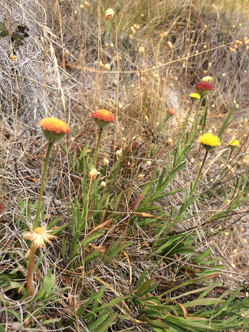 Supple Fleabane photo 6