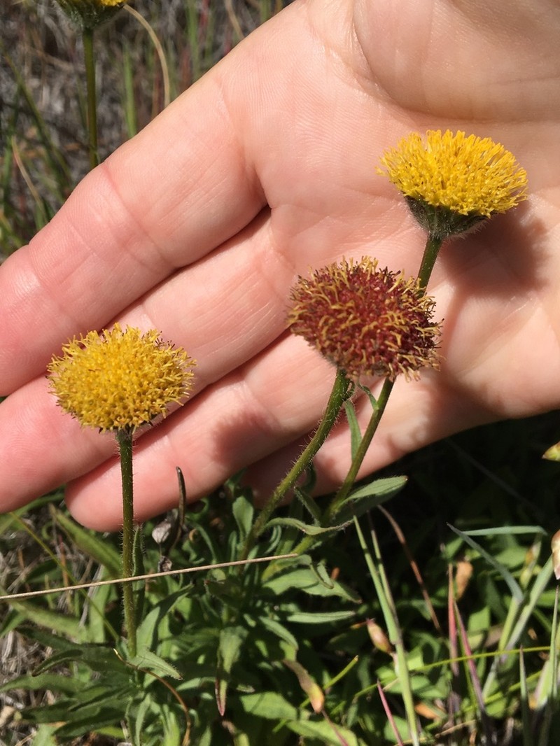 Supple Fleabane photo 7