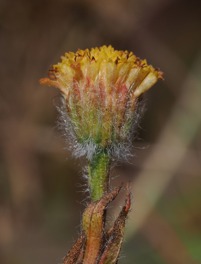 Supple Fleabane photo 8