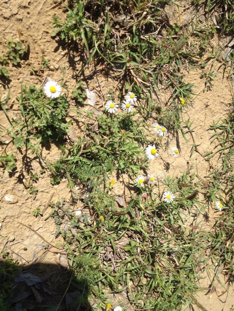 Rio Grande Fleabane photo 2