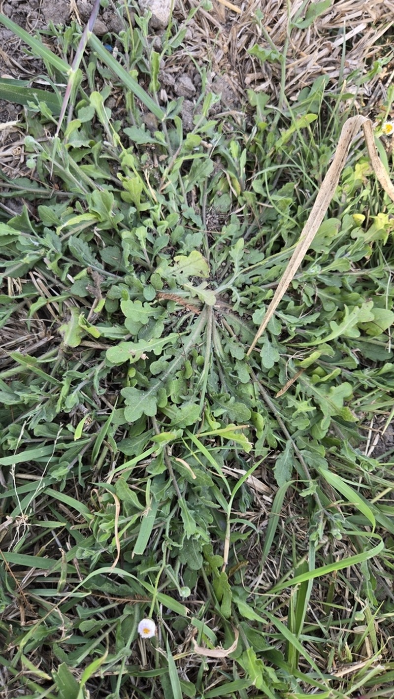Rio Grande Fleabane photo 3