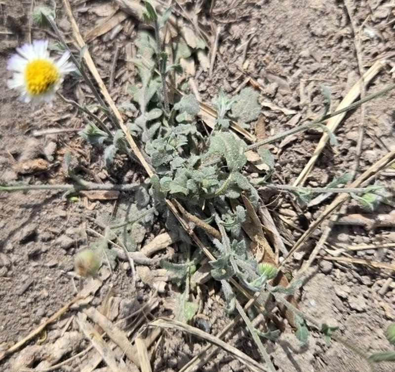Rio Grande Fleabane photo 4