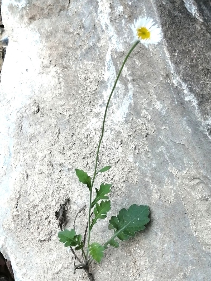 Rio Grande Fleabane photo 5