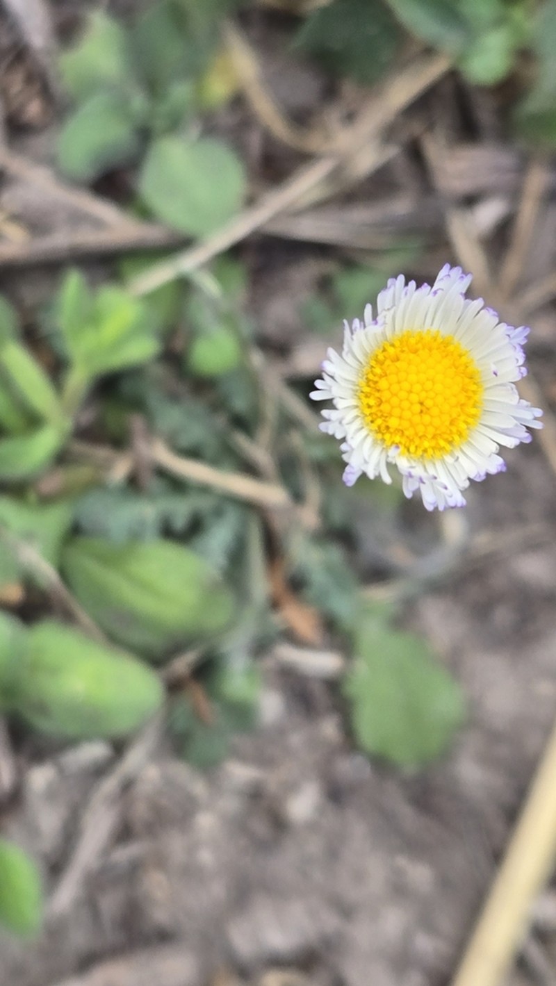 Rio Grande Fleabane photo 6