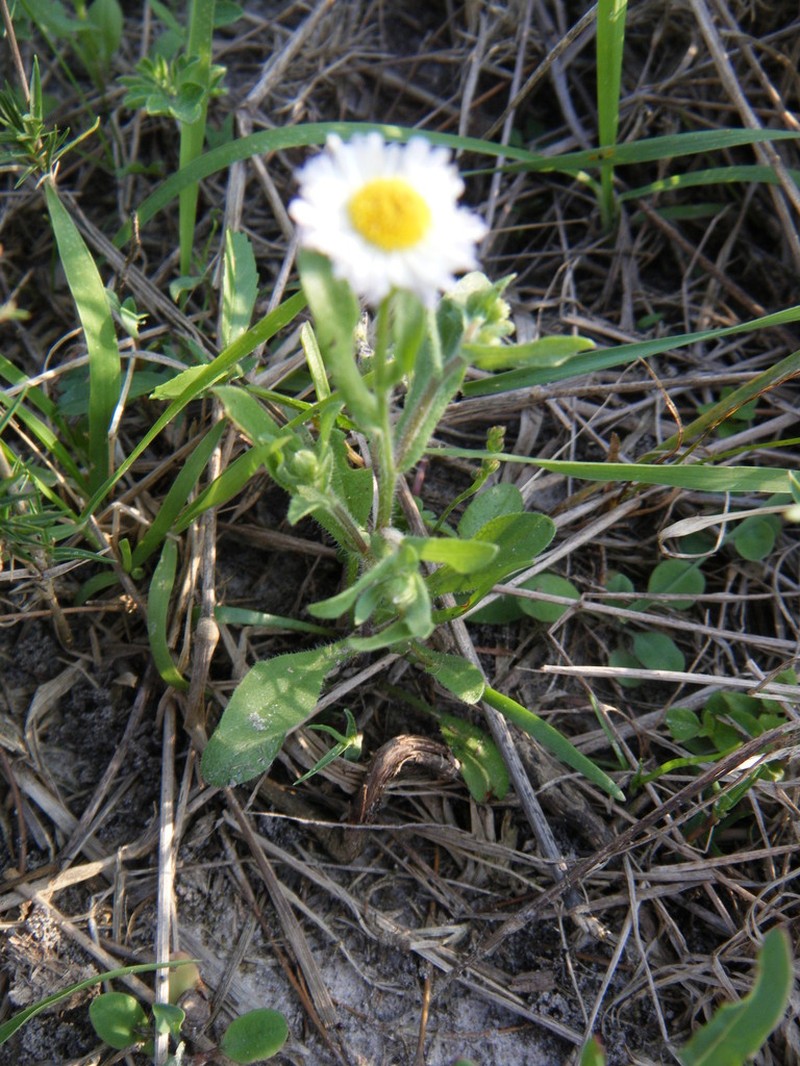Rio Grande Fleabane photo 7