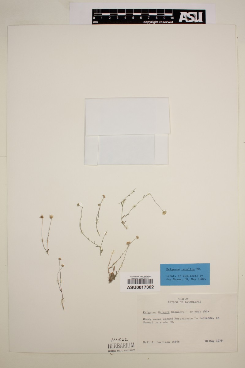 Rio Grande Fleabane photo 8