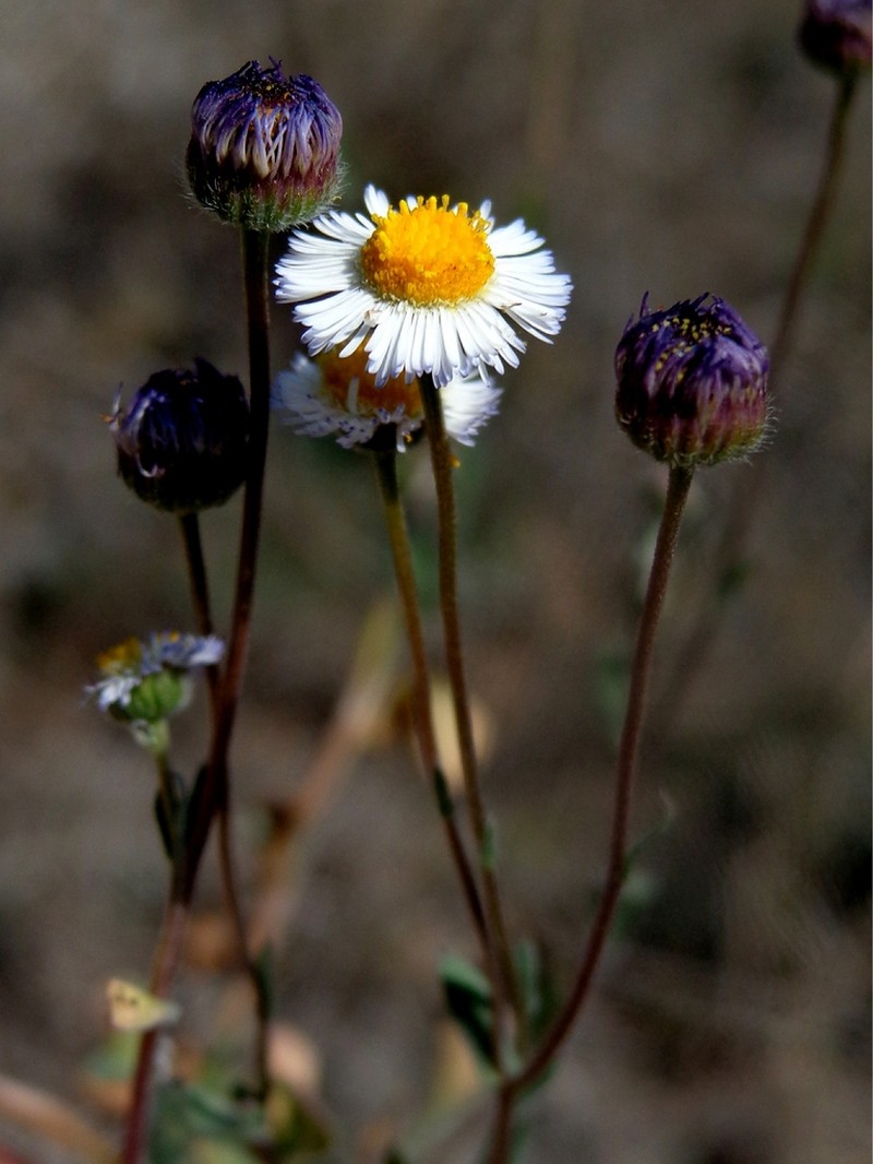 Rio Grande Fleabane