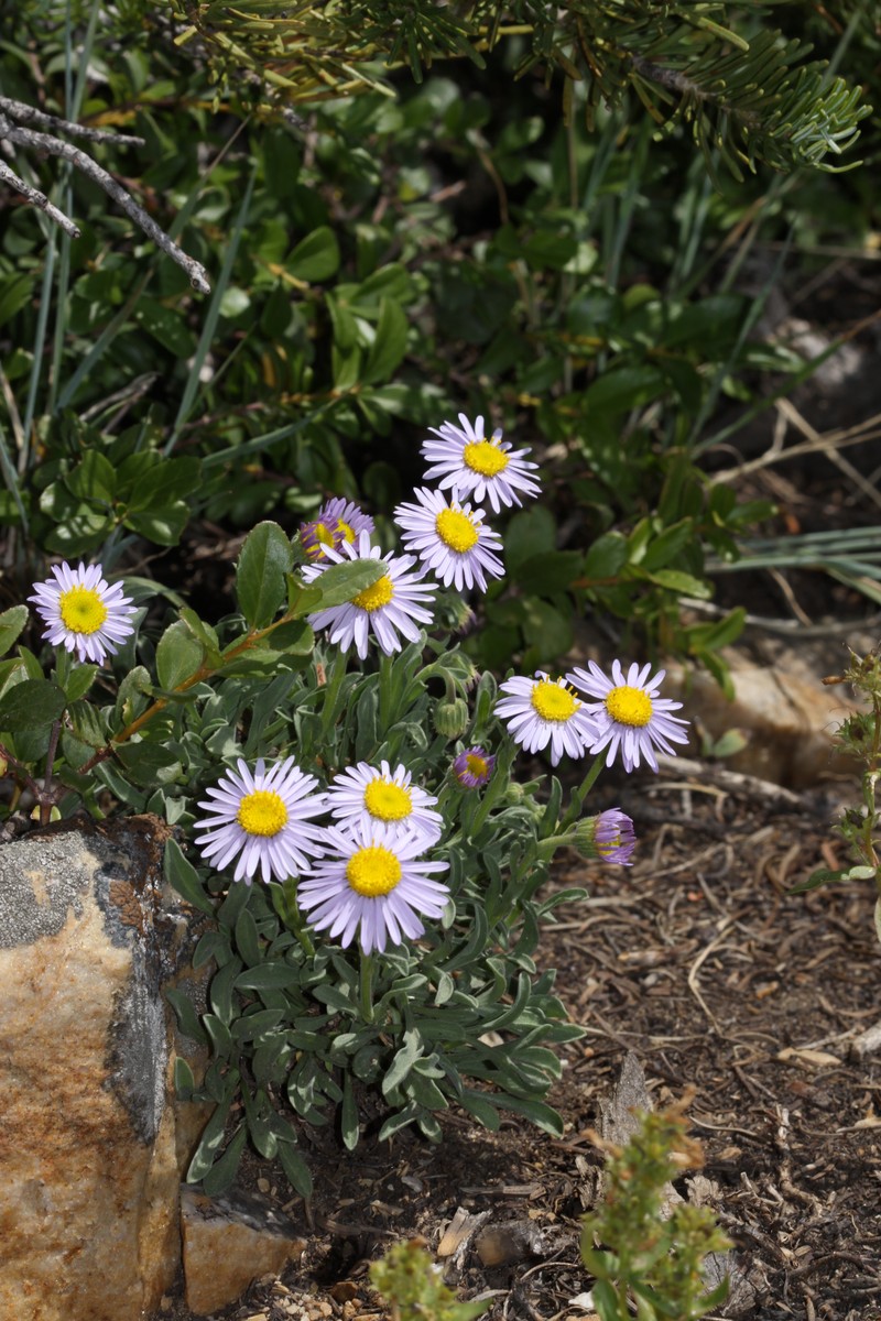 Slender Fleabane