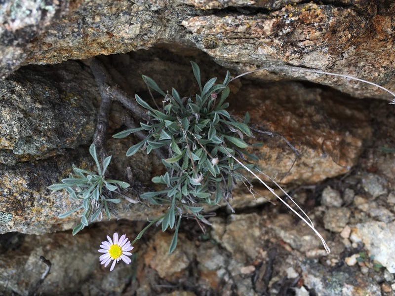 Slender Fleabane