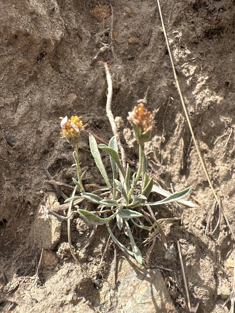 Slender Fleabane photo 2