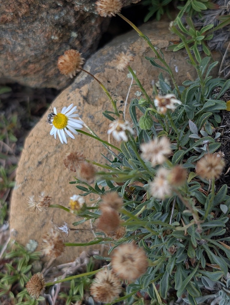 Slender Fleabane photo 3