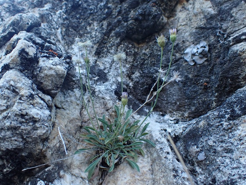 Slender Fleabane photo 4