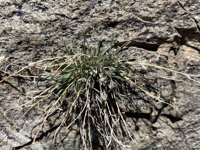 Slender Fleabane photo 5