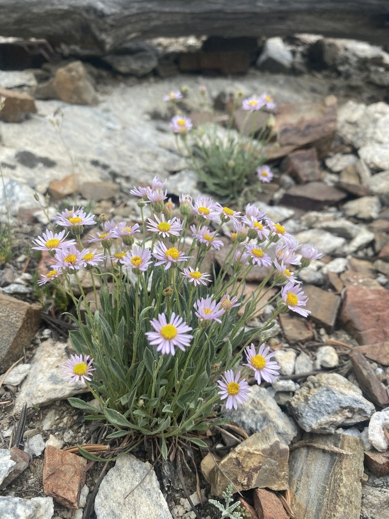 Slender Fleabane photo 6