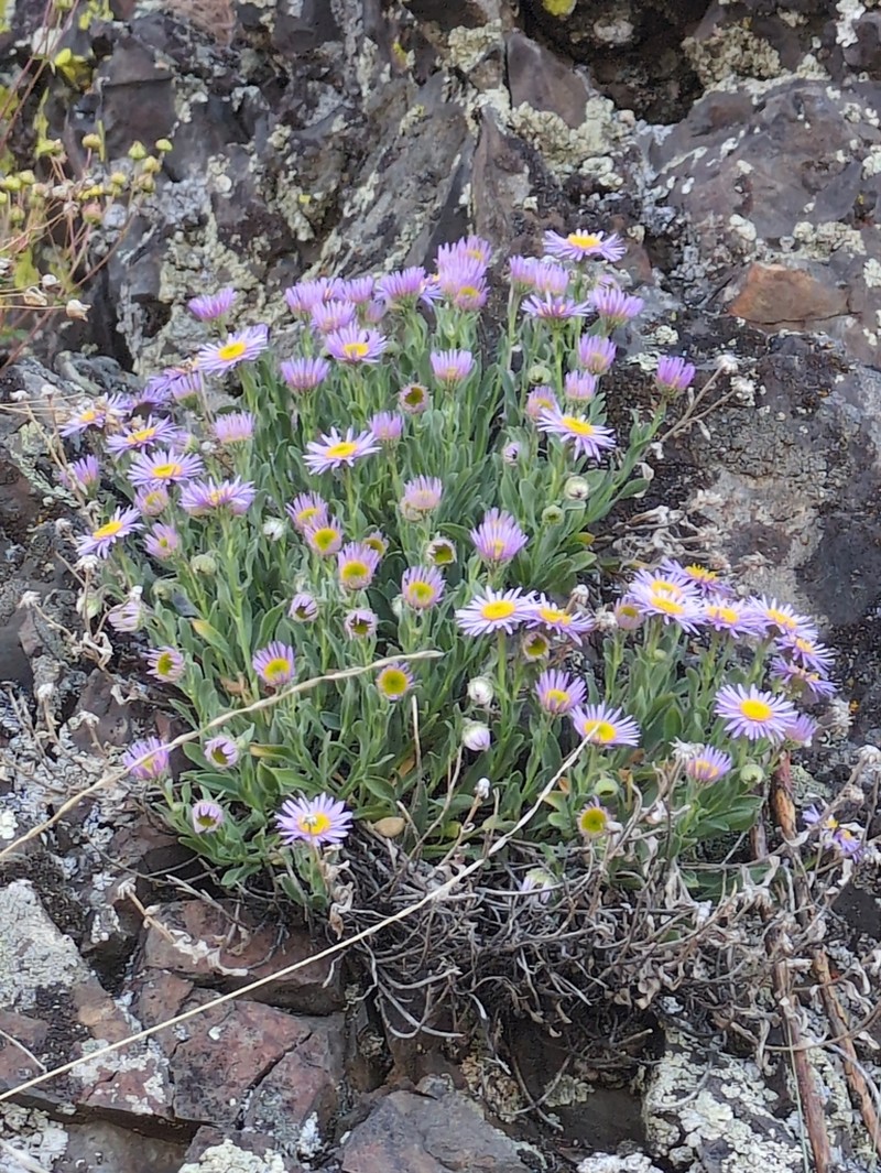 Slender Fleabane photo 7