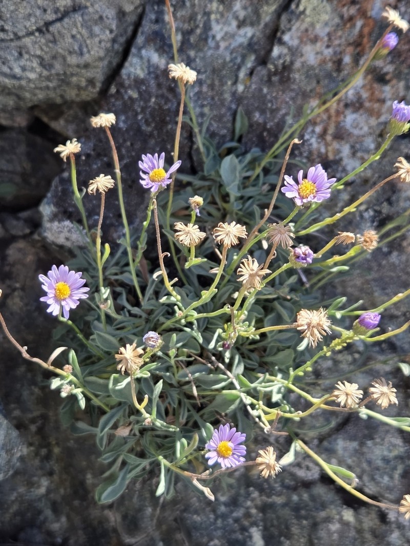 Slender Fleabane photo 8