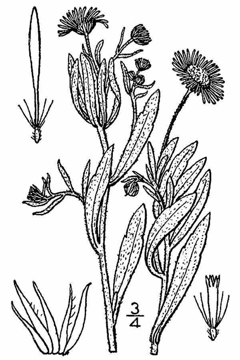 Slenderleaf Fleabane