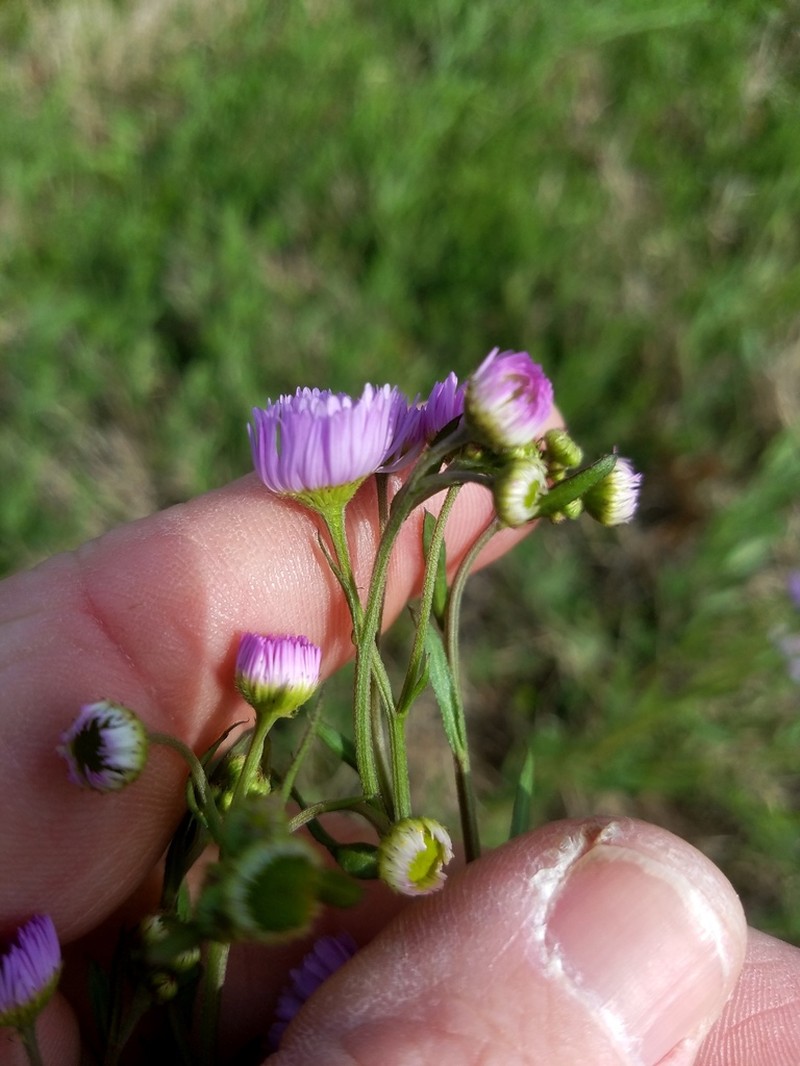 Slenderleaf Fleabane