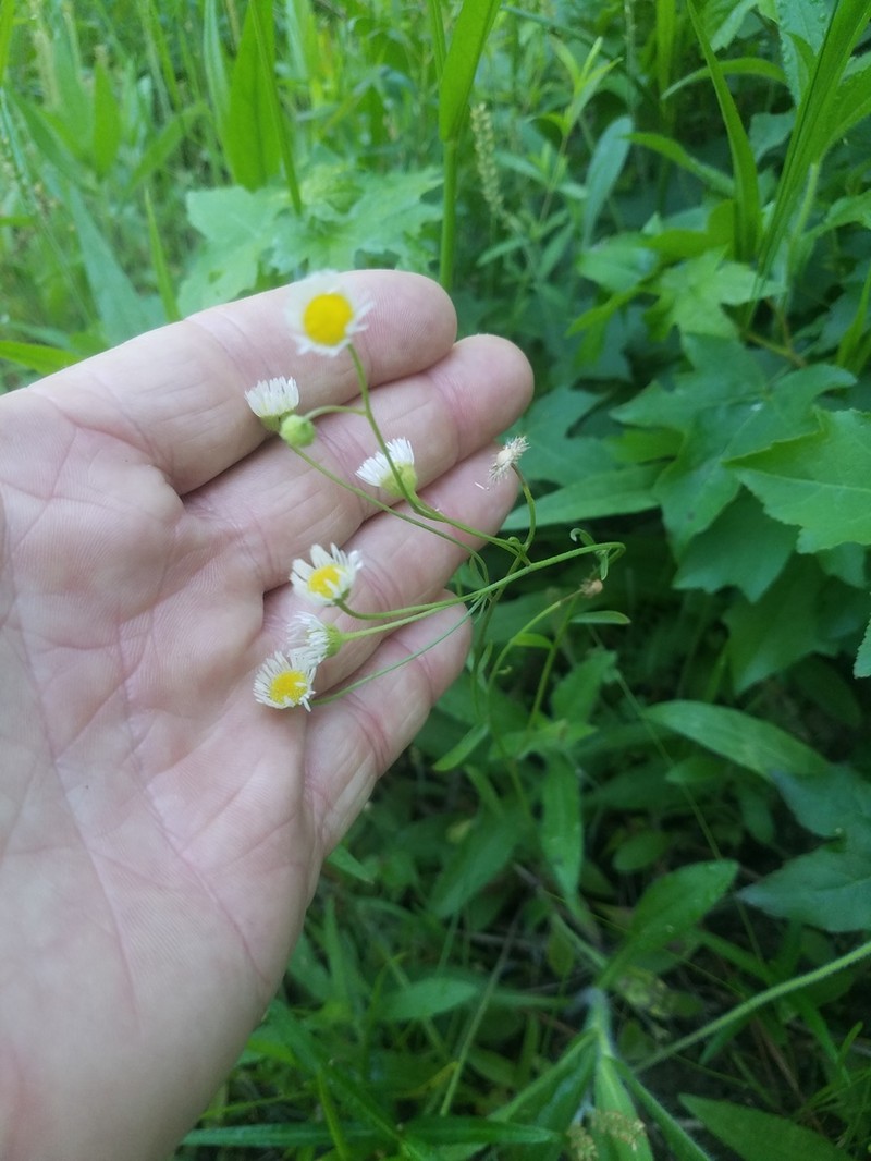 Slenderleaf Fleabane photo 2