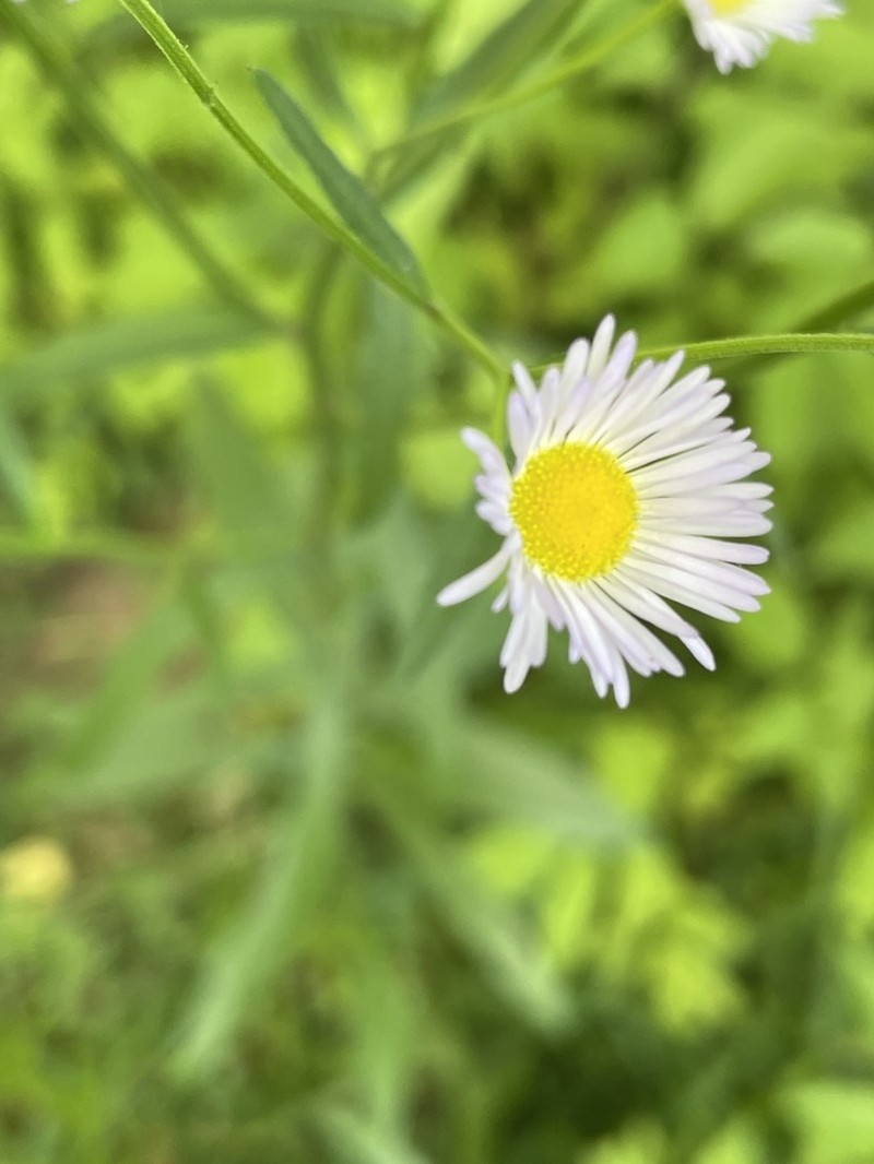 Slenderleaf Fleabane photo 3