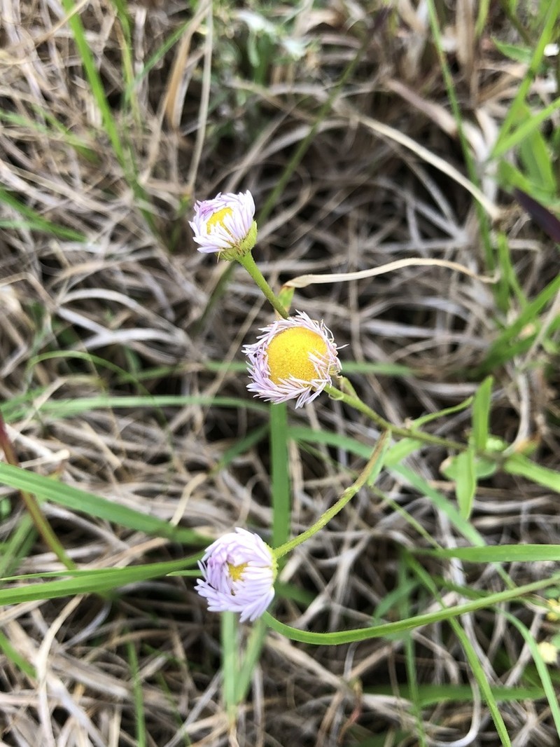 Slenderleaf Fleabane photo 4
