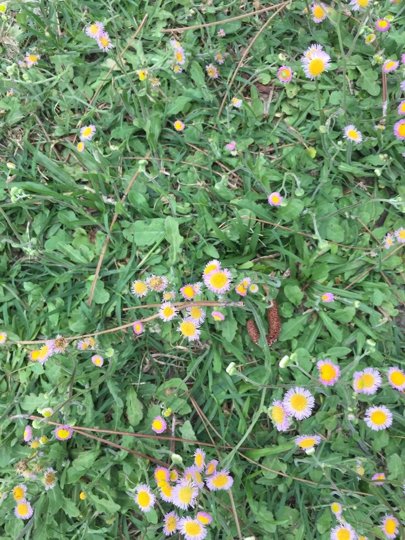 Slenderleaf Fleabane photo 5
