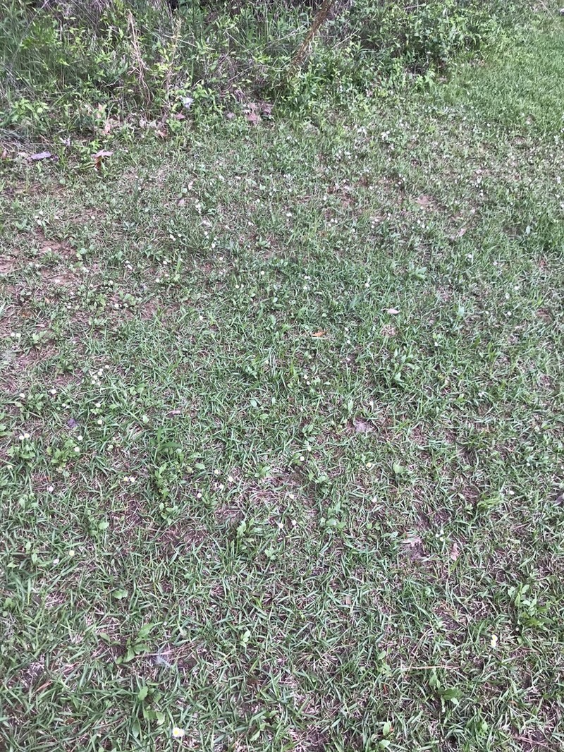 Slenderleaf Fleabane photo 6