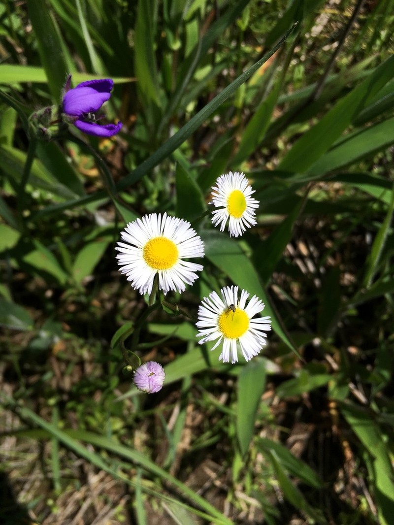 Slenderleaf Fleabane photo 7