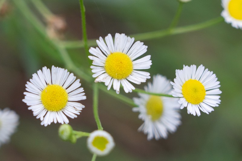 Slenderleaf Fleabane photo 8