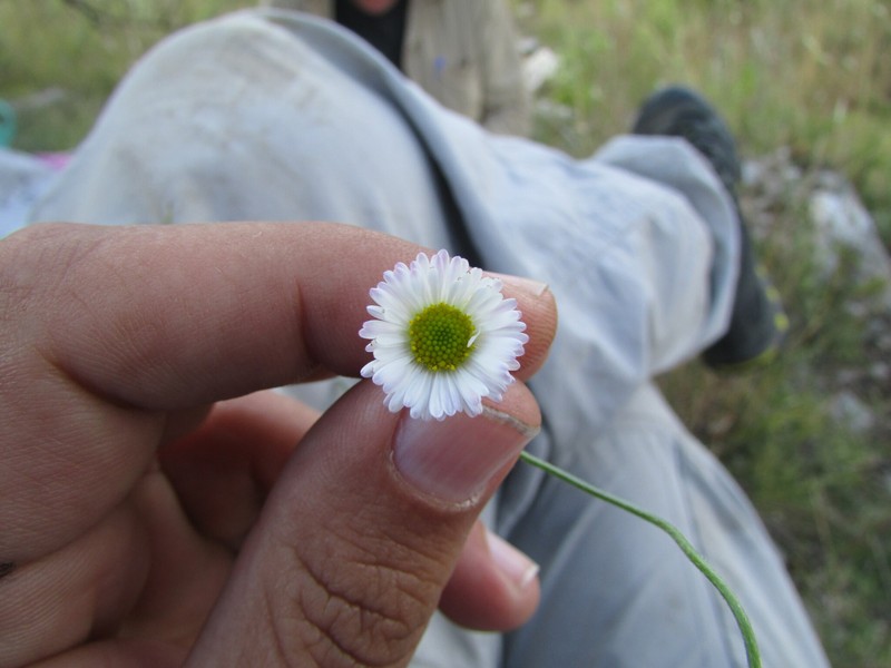 Erigeron tephropodus photo 2