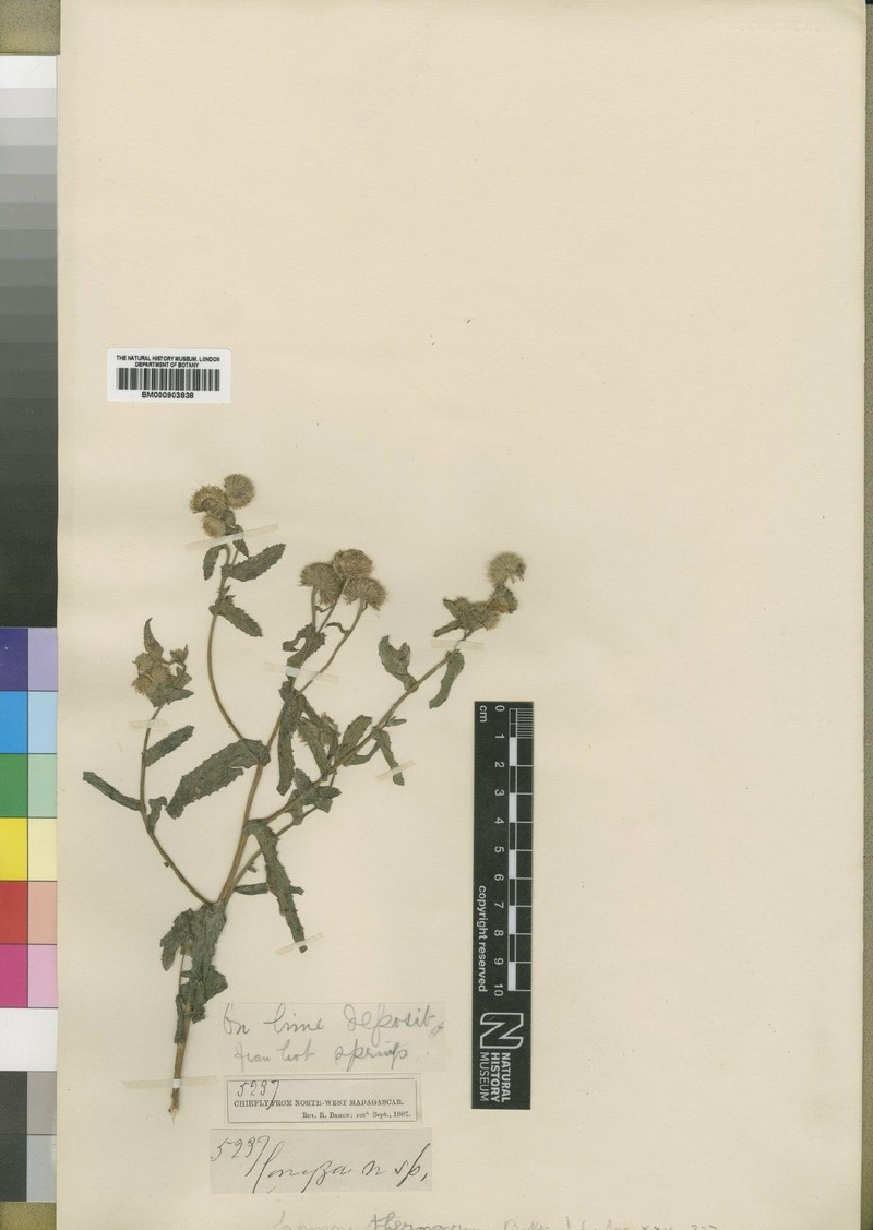 Erigeron thermarum