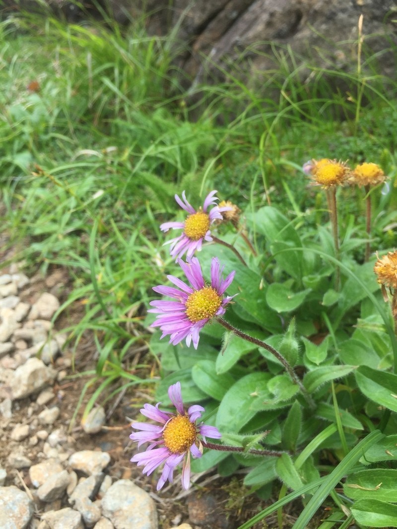Erigeron thunbergii photo 2