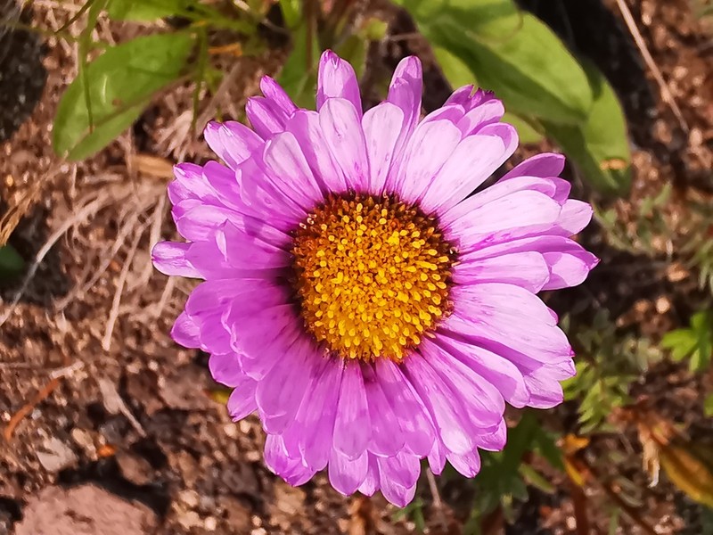 Erigeron thunbergii photo 3
