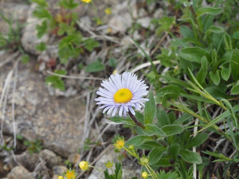 Erigeron thunbergii photo 4