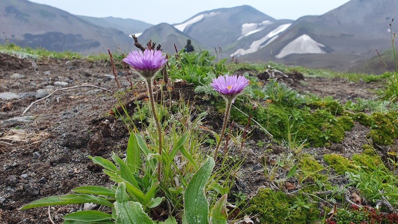 Erigeron thunbergii photo 5