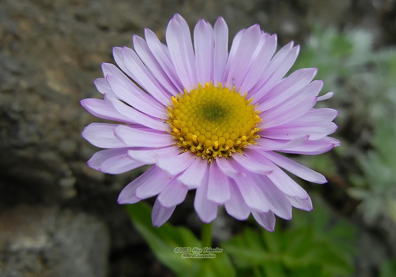 Erigeron thunbergii photo 6